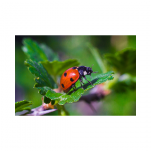 Ladybug