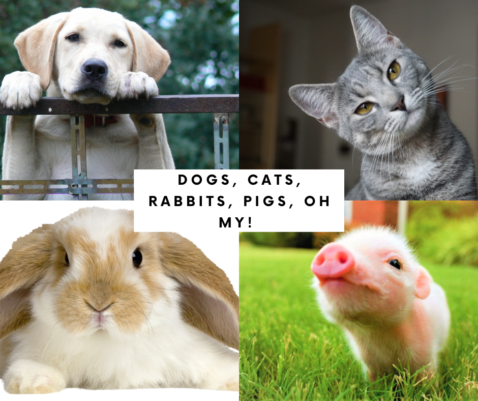 Dogs, Cats, Rabbits, Pigs, Oh My!