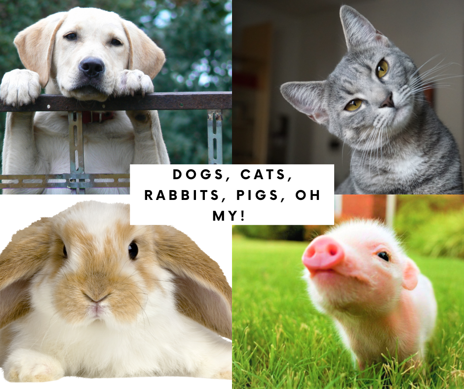 Dogs, Cats, Rabbits, Pigs, Oh My! 